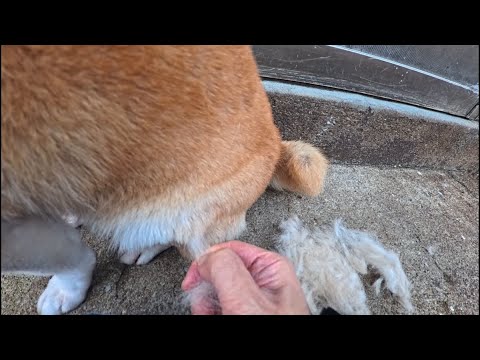 始めるとドンドン抜けてきて無限に終わらない換毛期 サムネイル