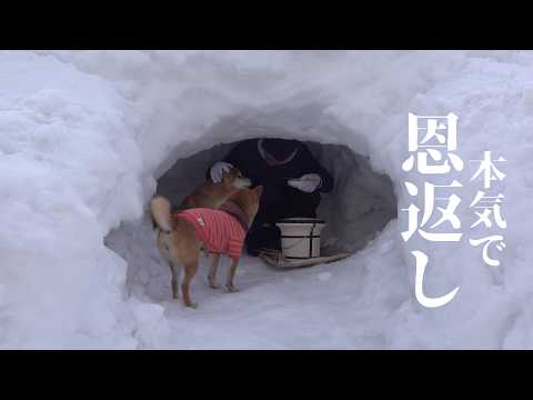 記録的大雪でできたかまくらで、柴犬にささやかな恩返しを サムネイル