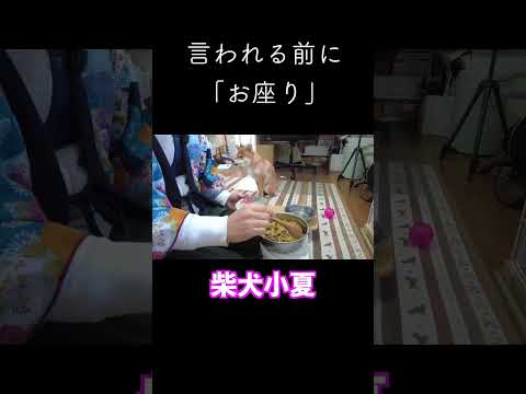 言われる前に「お座り」 神戸 柴犬 shiba shibainu サムネイル