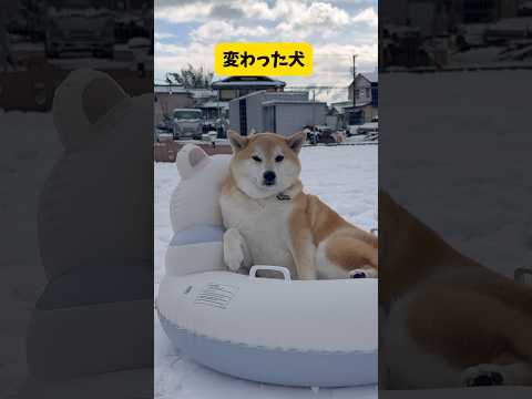 柴犬の冬の遊び方が変わり者すぎた件 柴犬 おもしろ shorts サムネイル