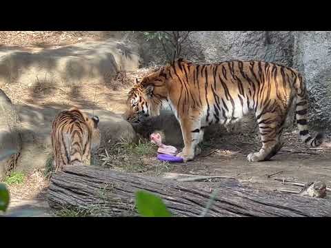 サーシャちゃんお気に入りのタイヤはローラー母さんもお気に入り🤭　アムールトラ　浜松市動物園にて　2026年2月14日 サムネイル
