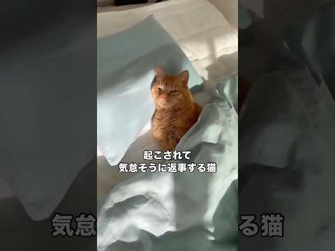 自分を猫と思ってない猫を起こしたら怒られた 猫 茶トラ にゃんこ shorts サムネイル