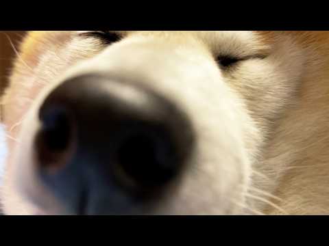 柴犬の鼻息をSS席で聞いてみた サムネイル