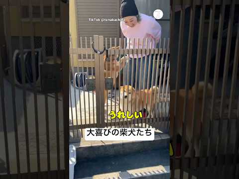 会いにきてくれて、ニッコニコの柴犬たち　柴犬　犬　かわいい 笑顔　かわいい犬 サムネイル