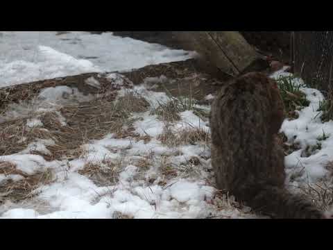 アカツキくん　ツシマヤマネコ　那須どうぶつ王国　00093 サムネイル