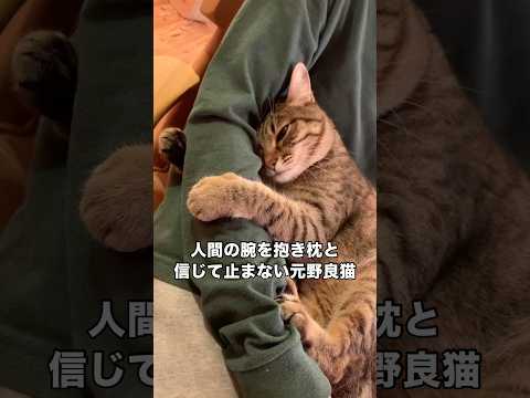腕を抱き枕にして気持ちよさそうに眠っている元野良猫。腕をあげようとすると･･･ 野良猫 保護猫 キジトラ shorts サムネイル