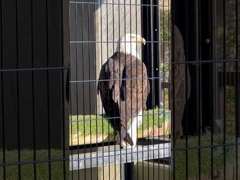 shorts ハクトウワシ　浜松市動物園にて　2026年2月15日 サムネイル