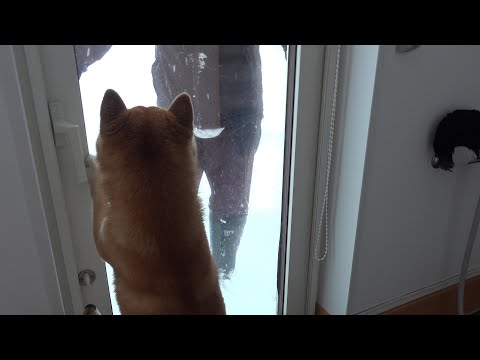 柴犬、大雪でパパが外に出た直後に様子がおかしくなりました サムネイル