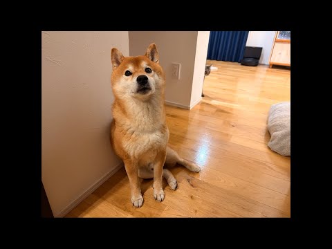 今夜は急遽ライブ配信になりました！柴犬ハチ家の最近のお話。 サムネイル
