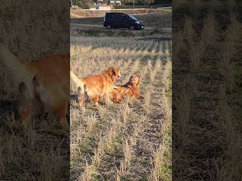 ゴールデンレトリバー仲良し親子 ビスとイロハ ゴールデンレトリバー goldenretriever ゴールデンレトリバ… サムネイル
