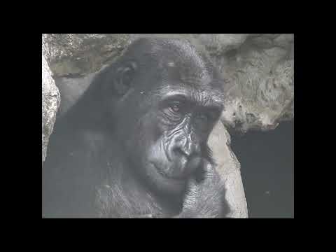 little gorilla Ringo 4y9m old. shorts. R抓癢 3-20 サムネイル