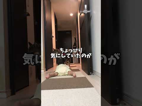 子供が成長して🐕柴犬が期待していること… サムネイル