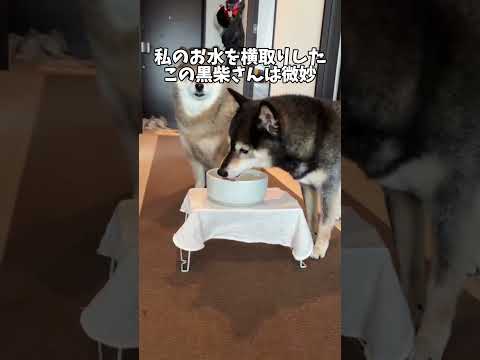 柴犬のキツネ顔とタヌキ顔問題？ サムネイル