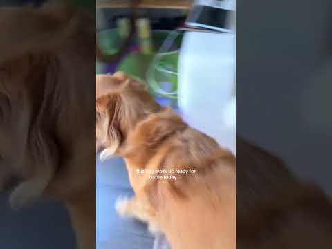 coming home to my golden retriever❤️india retreiver dog pup… サムネイル