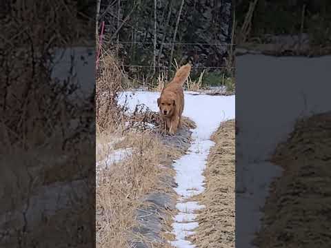 少なくなった雪を精一杯食べるゴールデンレトリバー８歳  ゴールデンレトリバー 大型犬のいる生活 goldenretri… サムネイル