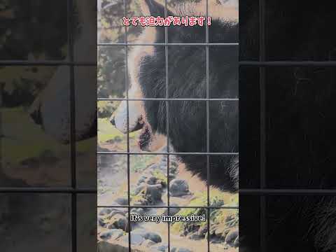 【旭山動物園】オオカミの森🌳エゾシカの森🌳[Asahiyama Zoo] Wolf Museum 🌳 Hokkaido… サムネイル