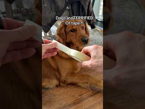 The internet lies 😤 サムネイル