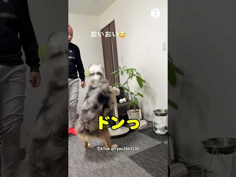 扇風機に体当たりする犬　　犬　いぬ　犬のいる暮らし かわいい犬 オーストラリアンシェパード サムネイル