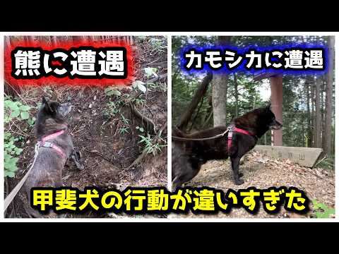 甲斐犬が熊に遭遇した時とカモシカに遭遇した時の違いがエグい サムネイル