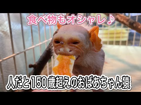 寿命の倍も長生き中のおばあちゃん猿♪最近はオシャレな食べ物にハマってます♫ サムネイル
