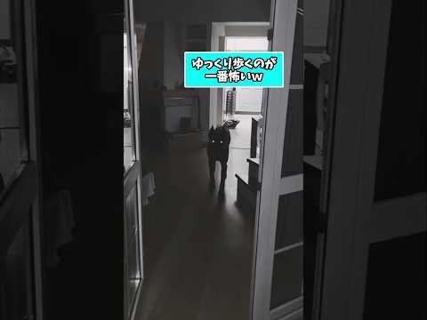 仕事で疲れた皆に贈る笑いと癒しのドーベルマン5選ww　#ドーベルマン #笑える #癒し #大型犬のいる生活 #大型犬の… サムネイル