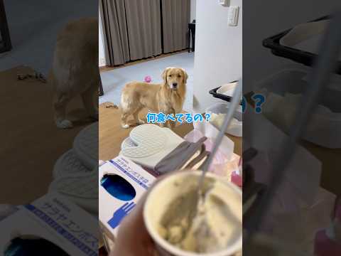 なかなか納得してくれないモンちゃんgoldenretriever ゴールデンレトリバー