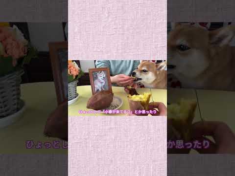 小春の日 神戸 柴犬