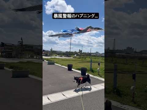 暴風警報発令！でも本当に危険なのは風ではありませんでした...