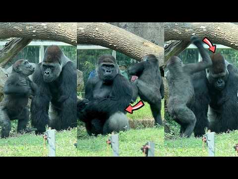 Naughty Jabali with D'jeeco & Tayari調皮的金剛猩猩Jabali突然推Tayari一… サムネイル