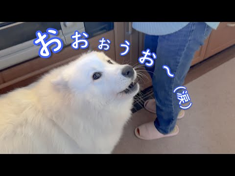 子育て奮闘中のママと赤ちゃんを優しく見守るサモエド、でも本当はたくさん甘えたくて仕方ない様子 サムネイル