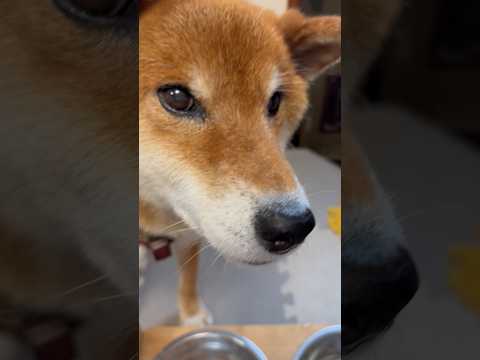 ’26.9.11 力丸の食欲と散歩欲… 柴犬 柴犬のいる暮らし 柴犬の日常 shibainu 食べる犬 カメラ目線 力丸