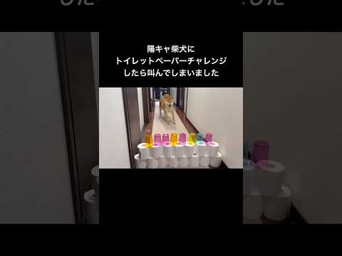 激しすぎて滅。 柴犬 サムネイル
