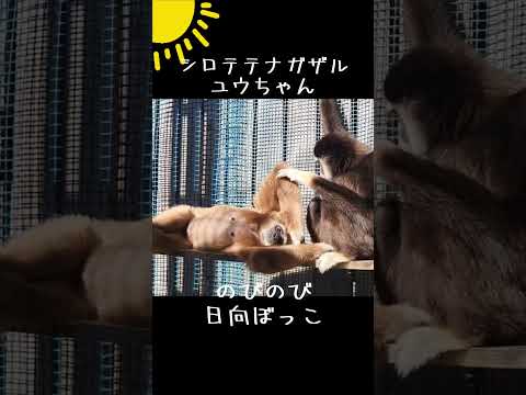 シロテテナガザル・ユウちゃんののびのび日向ぼっこ 東武動物公園 癒し かわいい 動物 動物園 zoo animals… サムネイル