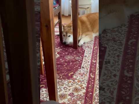 柴犬福 おばあさんと姉の声に反応しただけで天才とはやし立てられる柴犬🤣Sis and Shiba🤣姉と柴 shorts… サムネイル
