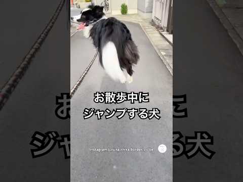 散歩中ジャンプで進む犬、楽しさが伝わりすぎる　ボーダーコリー 犬　かわいい犬 散歩　犬のいる生活 サムネイル