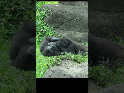 struggling with weaning.gorilla Iriki 15y4 old mom & son Ri… サムネイル