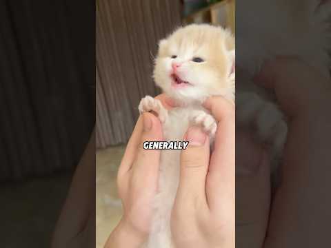 CY 31-Year-Old Cat? Owner's 5 Secrets! 🐱💛animals cute scien…