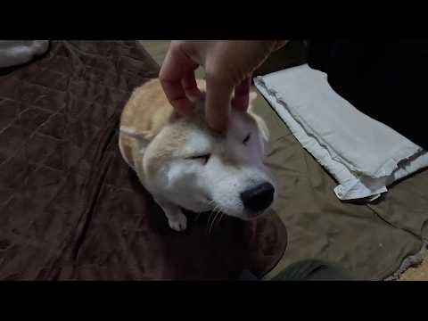 柴犬はナデナデよりもコショコショの方が嬉しいようです サムネイル