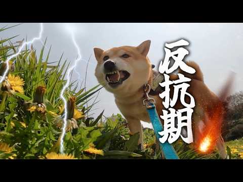 言う事なんて聞かない柴犬こむぎが可愛いくて好き サムネイル