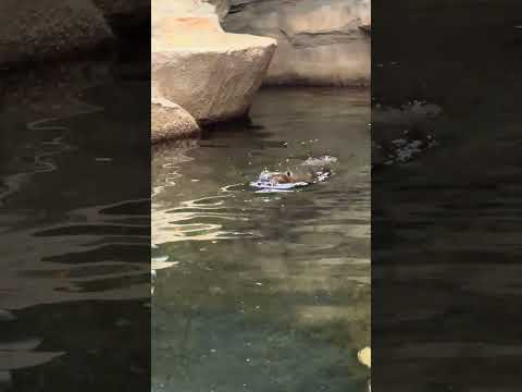 shorts アメリカビーバー　那須どうぶつ王国　IMG 1003 サムネイル