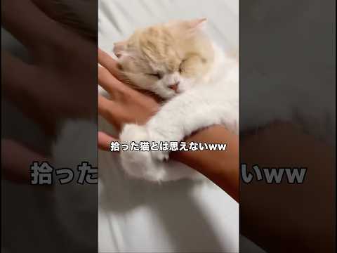 拾って1週間の時くらいの動画です 捨て猫 野良猫 保護猫 shorts サムネイル