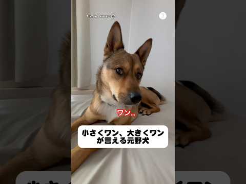 元野犬が覚えた“小さいワン”と“大きいワン”      元野犬　犬　保護犬　犬のいる暮らし かわいい犬 サムネイル