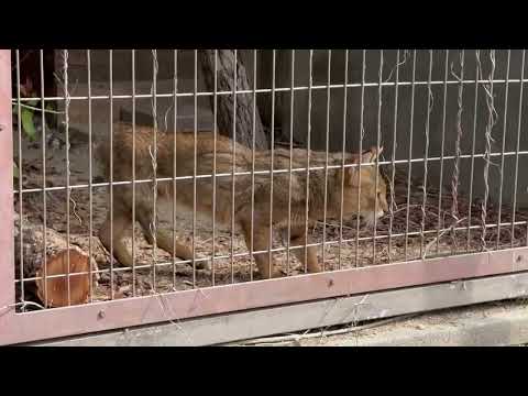 ピリミさん☺️ 東山動植物園にて　2026年3月13日 サムネイル