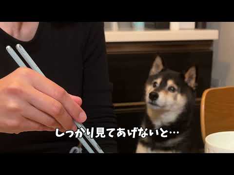 おちおち歳を取れない？11歳黒柴がいつまでも子犬に間違われる理由 サムネイル