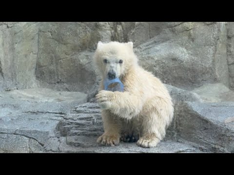 ジタバタ❣️モモ太🍑くん　ホッキョクグマ　男鹿水族館GAO 2026年4月30日 サムネイル