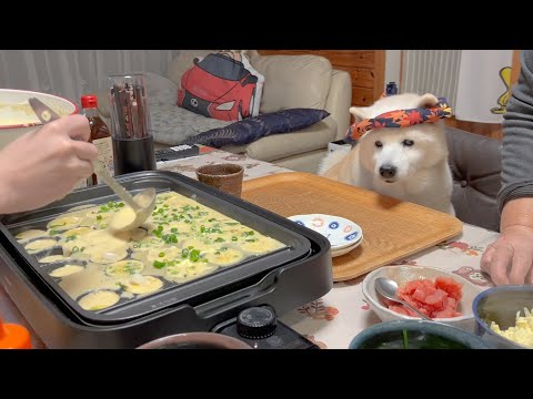 たこ焼き職人感が凄すぎるベテラン柴犬とバイト初日のサモエド サムネイル