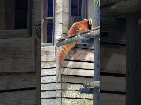 shorts お外のお部屋に向かう❣️みいちゃん　レッサーパンダ　千葉市動物公園にて　2026年4月18日 サムネイル