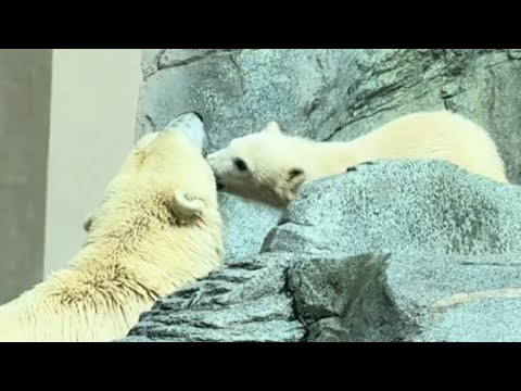 おもちゃで遊ぶモモ太くんを泳ぎに誘う❣モモ母さん　ホッキョクグマ　男鹿水族館GAO　2026年5月22日　IMG 47… サムネイル