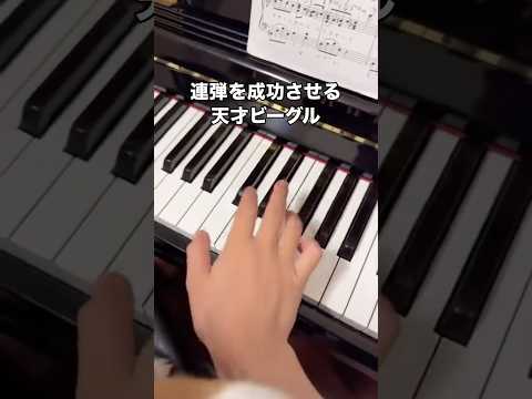 飼い主のピアノに合わせて連弾を成功させるビーグル ビーグル ピアノ ビーグル犬 shorts サムネイル