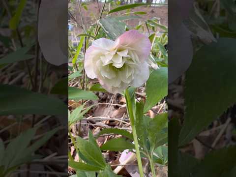 shorts クリスマスローズが咲きました〜　今年最後かな❓　那須 サムネイル
